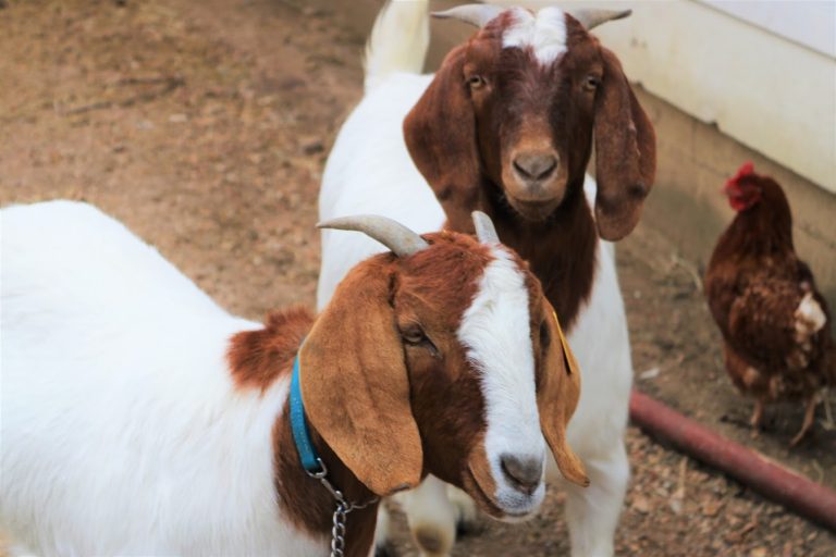Goats IMG 9801 1 768x512